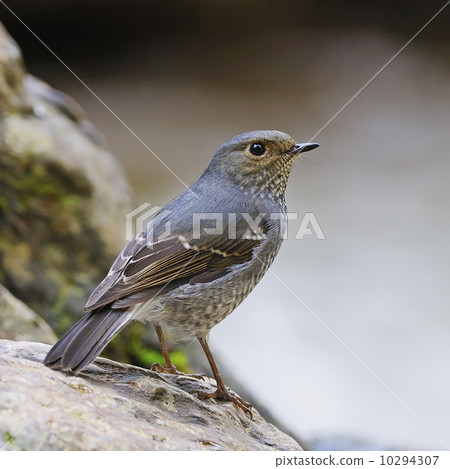 female Plumbeous Redstart 10294307