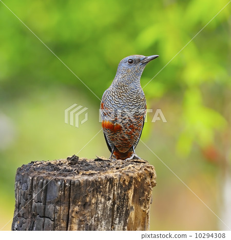 Blue Rock-Thrush Blue Rock-Thrush 10294308