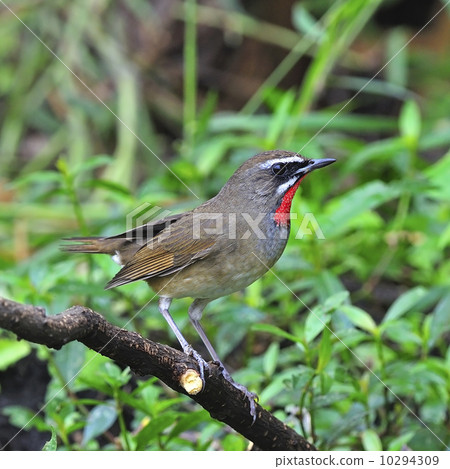 Siberian Rubythroat 10294309