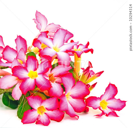 Impala Lily 10294314