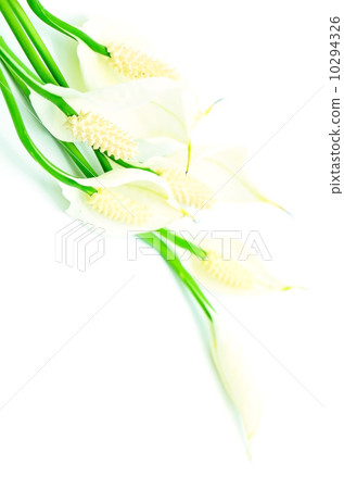 Spathiphyllum Spathiphyllum 10294326