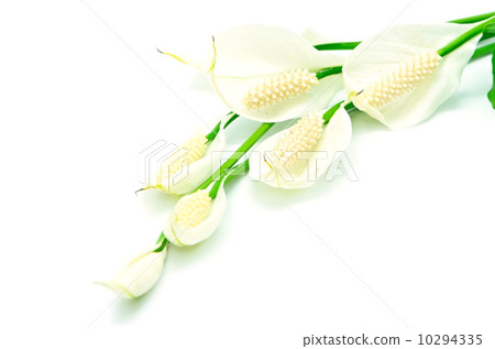 Spathiphyllum Spathiphyllum 10294335