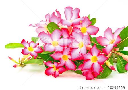 Impala Lily 10294339