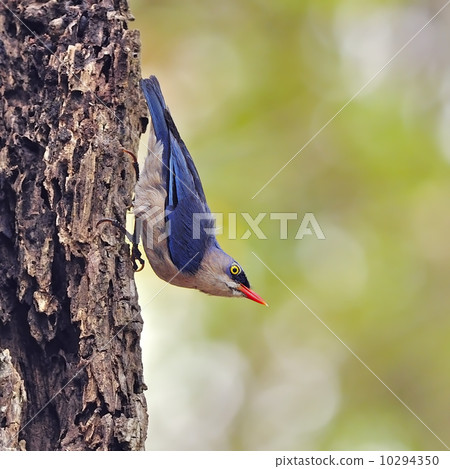Velvet-fronted Nuthatch 10294350