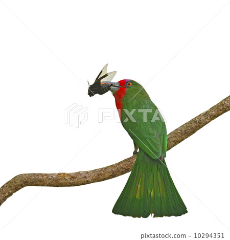 female Red-bearded Bee-eater 10294351
