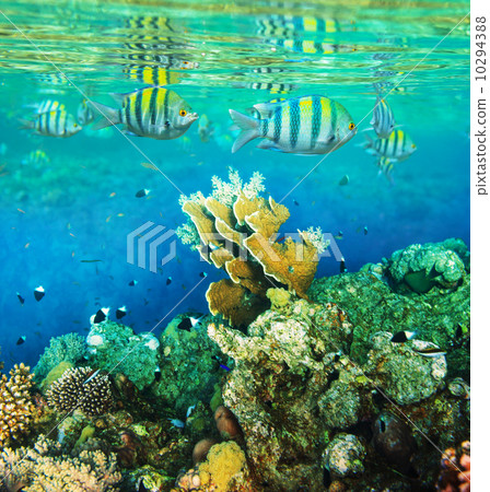 Coral fish 10294388