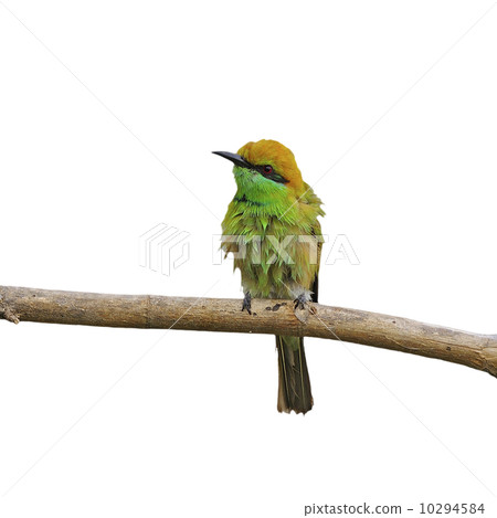 Little Green Bee-eater 10294584