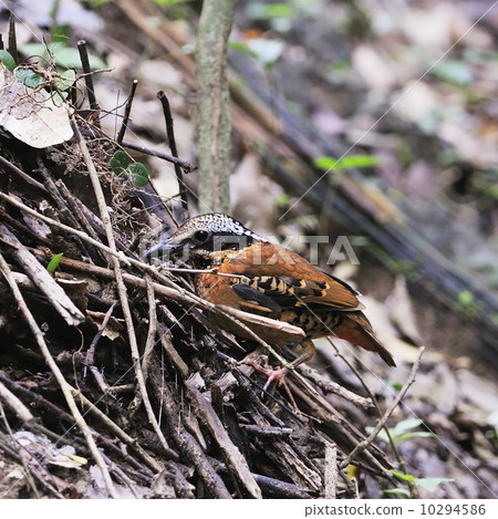 Eared Pitta 10294586
