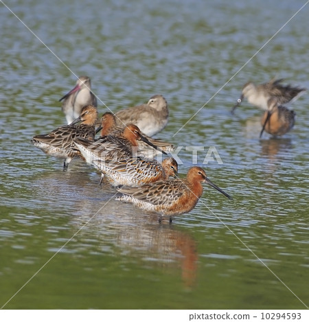 Asian Dowitcher Asian Dowitcher 10294593