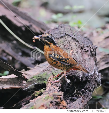 Eared Pitta 10294625