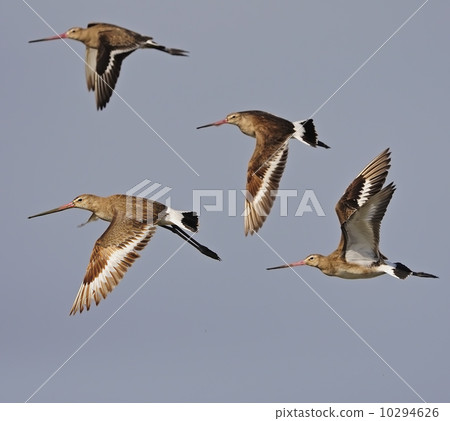 Eastern Black-tailed Godwit Eastern Black-tailed Godwit 10294626