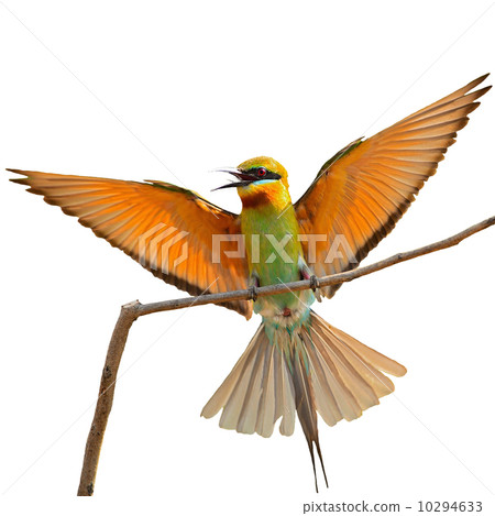 Blue-tailed Bee-eater 10294633