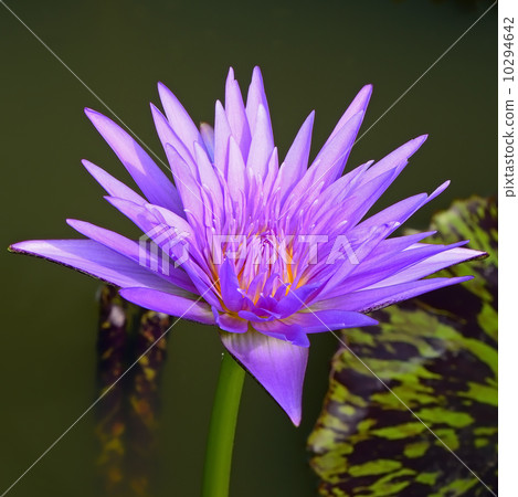 waterlily waterlily 10294642