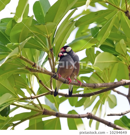 Java Sparrow Java Sparrow 10294649