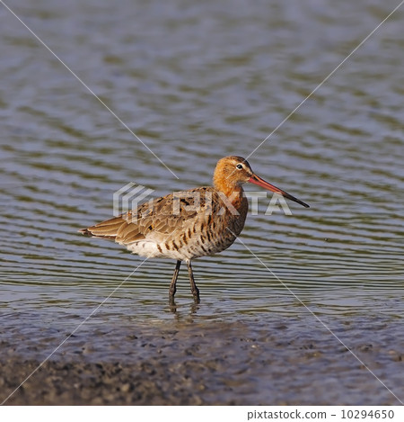 Eastern Black-tailed Godwit 10294650