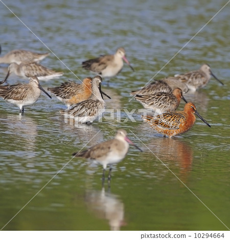 Asian Dowitcher Asian Dowitcher 10294664