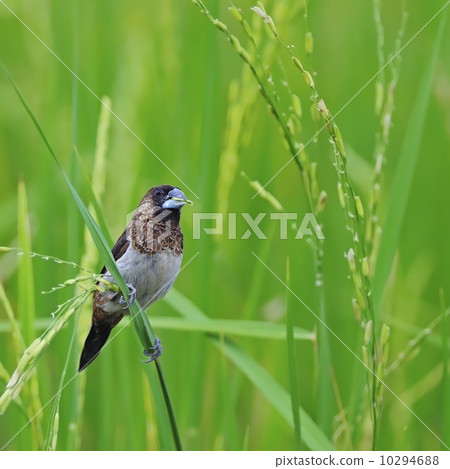 White-rumped Munia 10294688