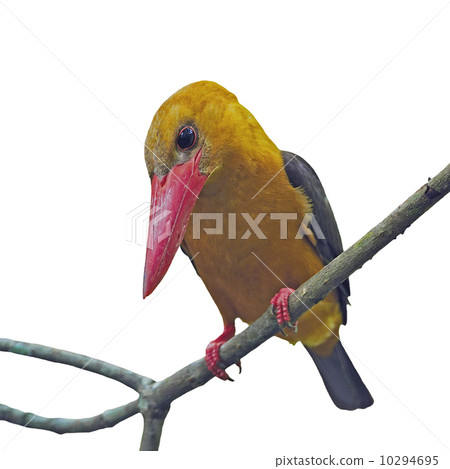 female Brown-winged Kingfisher 10294695