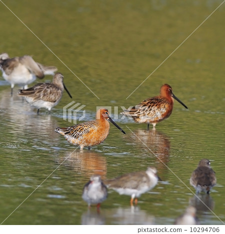 Asian Dowitcher Asian Dowitcher 10294706
