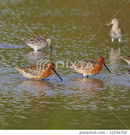Asian Dowitcher 10294708