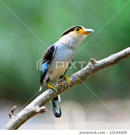 female Silver-breasted Broadbill 10294809