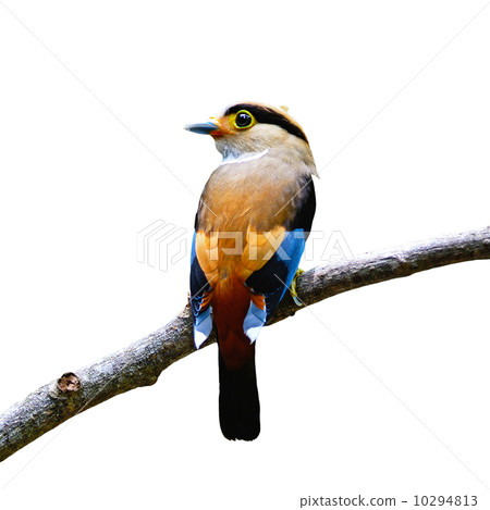 female Silver-breasted Broadbill 10294813