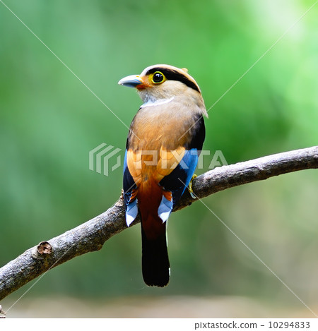 female Silver-breasted Broadbill 10294833