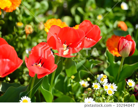 Spring flowers, images of tulips. 10294847