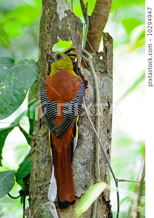 male Orange-breasted Trogon male Orange-breasted Trogon 10294947