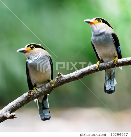 Silver-breasted Broadbill 10294957
