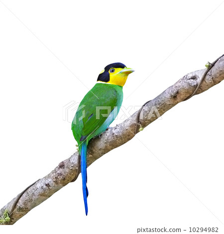 Long-tailed Broadbill 10294982