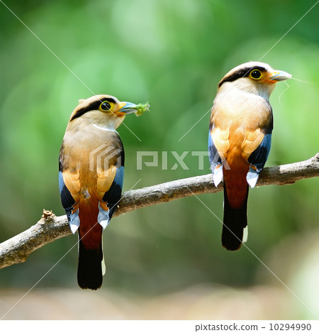 Silver-breasted Broadbill 10294990