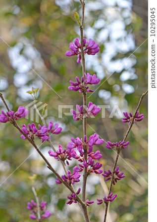 Redbud (Hanasoyoshi) Redbud (Hanasoyoshi) 10295045