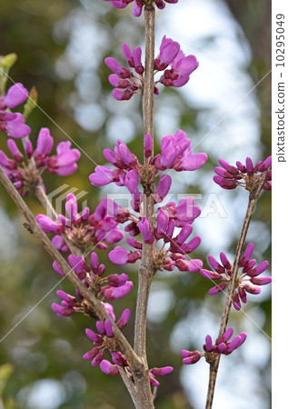 Redbud (Hanasoyoshi) 10295049