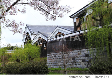 Cherry Blossoms 10295164