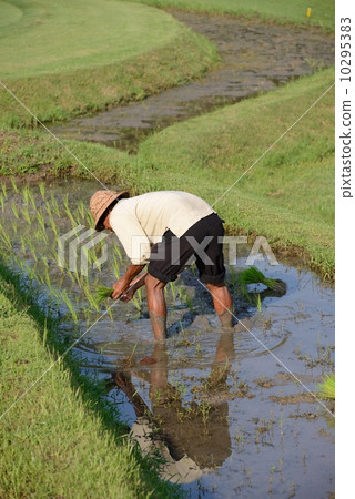 Indonesian Bali Rice Terrace 10295383