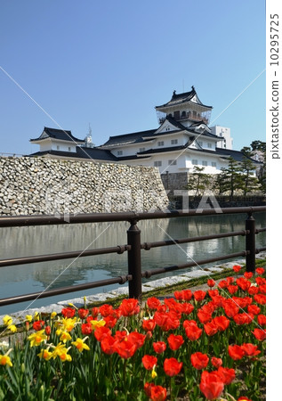 Tulip and Toyama castle Tulip and Toyama castle 10295725