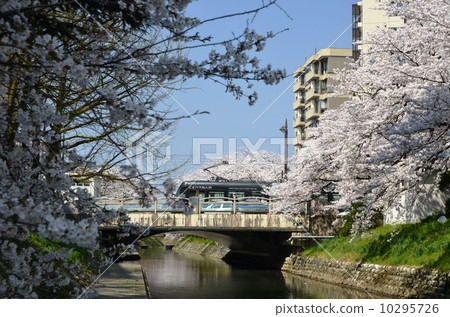 中心在櫻花盛開 10295726