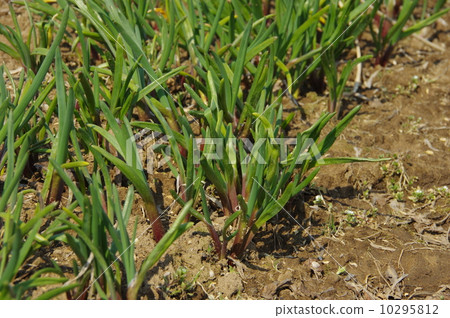 Regeneration of Nira Bud Spray Nila Regeneration of Nira Bud Spray Nila 10295812