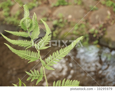 水蕨蕨 10295979