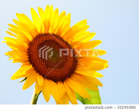 向日葵 10295980