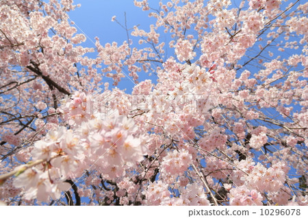 Dead brown cherry tree 10296078