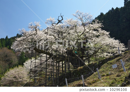 The cherry tree of Tarumi The cherry tree of Tarumi 10296108