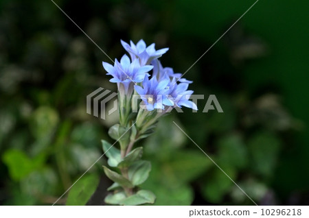 Federindo Federindo 10296218