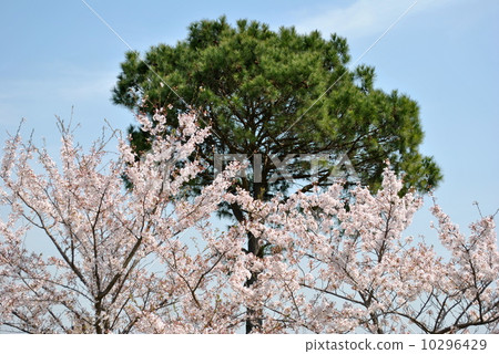 Ichimatsu and cherry blossoms 10296429