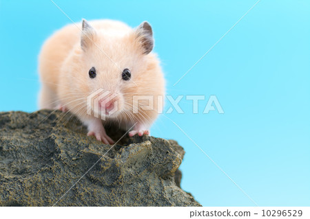 Kinka hamster Kinka hamster 10296529