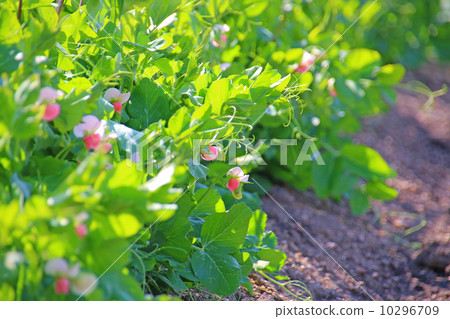 Pea Pea Pea Pea Pea Agricultural Food Seedlings Vegetable Cultivation Household Garden No Pesticide Organic Vegetables Pesticide Green Leaf Flower Soil Pea Grin Piece Kinuu Peony Endow, Holland Pea Snap Pea Spring Haru Spring 10296709