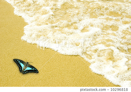 blue butterfly on golden sand beach blue butterfly on golden sand beach 10296818