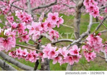 Peach blossoms Peach blossoms 10296876