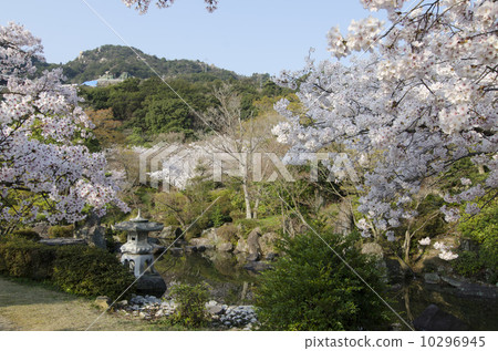 Cherry Izumi Park 10296945